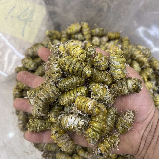 昆明带毛铁皮石斛枫斗 特大颗粒1.6以上