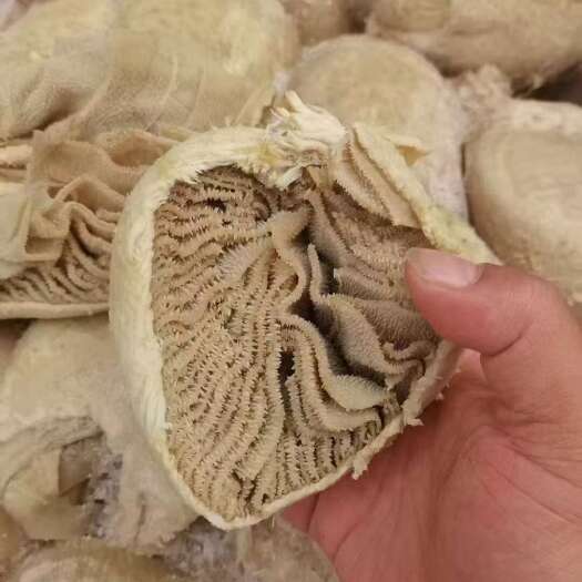 郑州牛百叶
