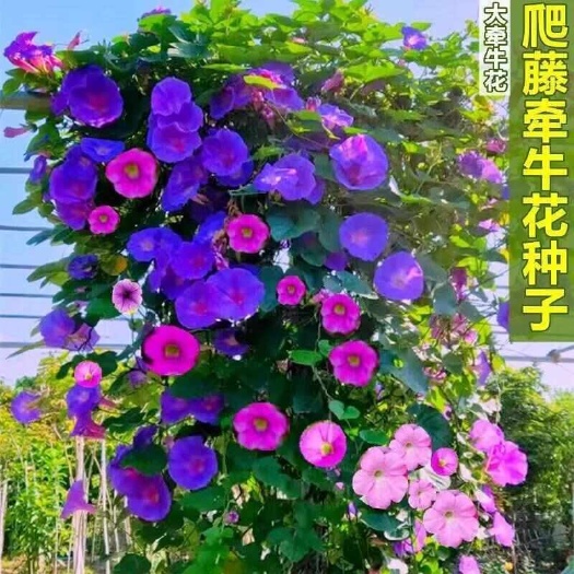 牵牛花种子爬藤大喇叭花矮牵牛花卉四季花籽阳台易活庭院盆栽种籽
