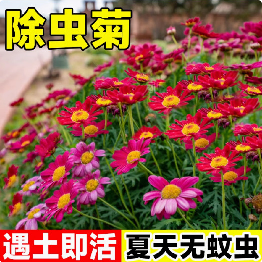 苏州除虫菊种子驱蚊草防蚊蝇驱蚊花种子多年生花种防蚊虫花草驱蚊植物