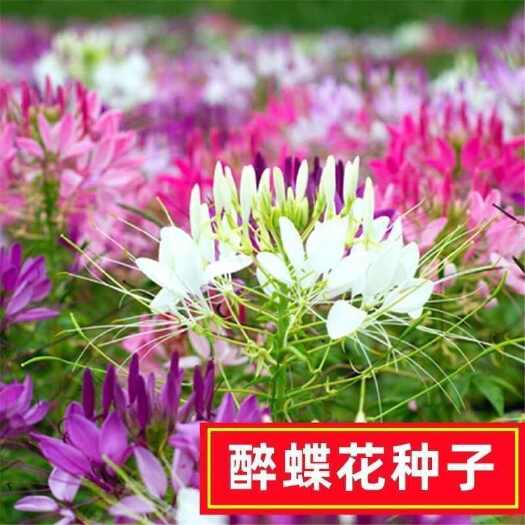 苏州醉蝶花种子开花易活凤碟草花籽庭院种植花草籽种四季醉蝴蝶花种子
