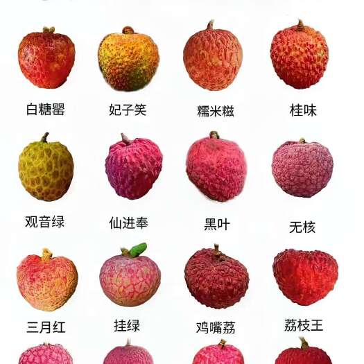 广州【现货】广东增城荔枝供应