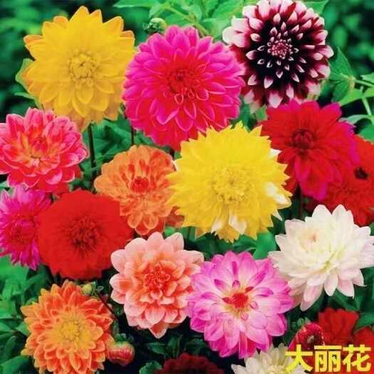 苏州大丽花种球 ，多年生球根花卉大丽花种根大丽菊种球大力花盆栽批
