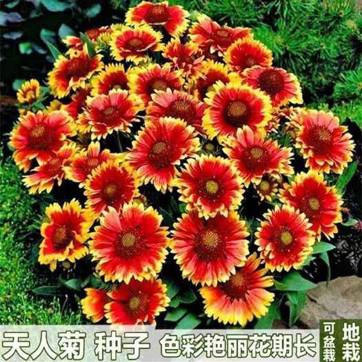 苏州天人菊种子四季播种花卉种子多年生花籽室外园林景观绿化花海种子