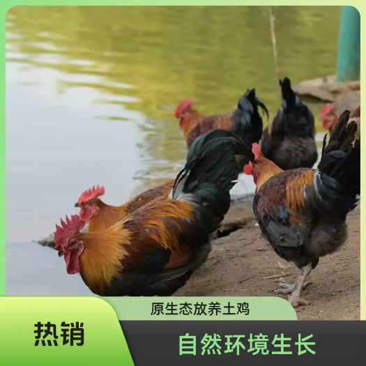 元阳县云南散养跑山鸡一件代发