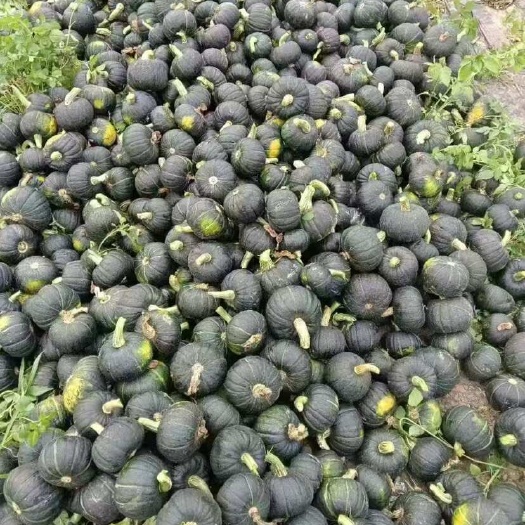 金平县贝贝瓜，保质，保量，