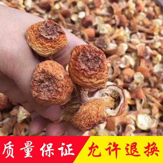 广州II姬松茸产地直销批发 精品巴西菇土特产烘干菌菇干货蘑菇
