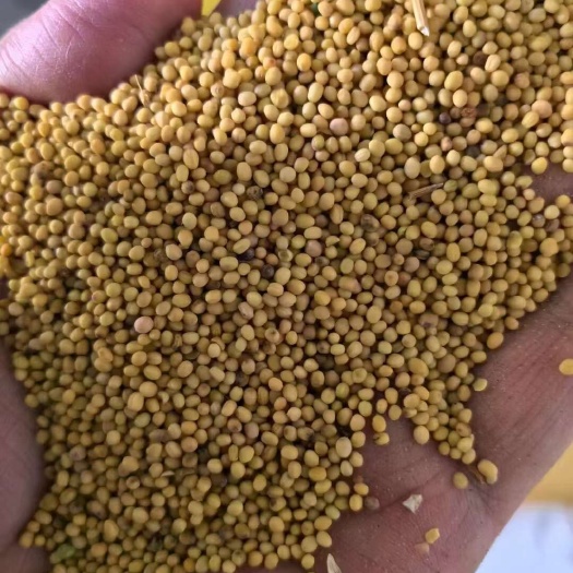 黄菜籽，胡麻饼，菜籽饼，大量有货，