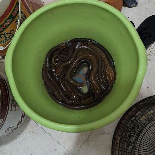 乐清市正宗黄鳝