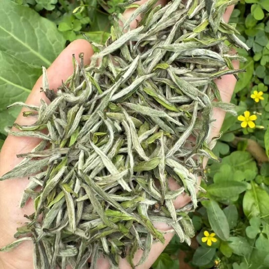 白毫银针