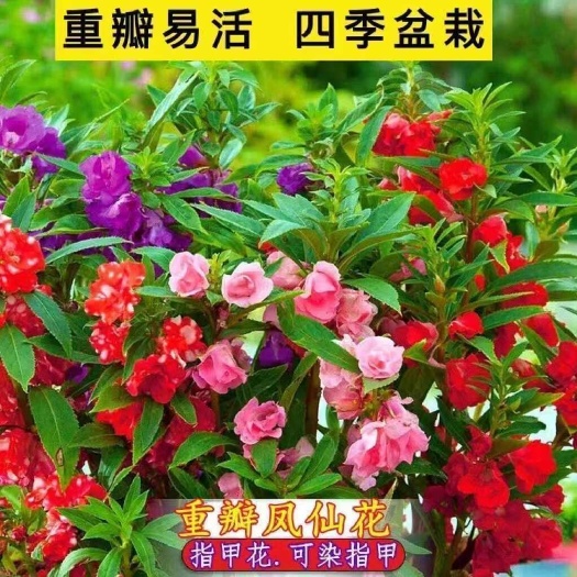 凤仙花种子，新采指甲花种子混色防蛇花种籽子庭院室外阳台盆栽花
