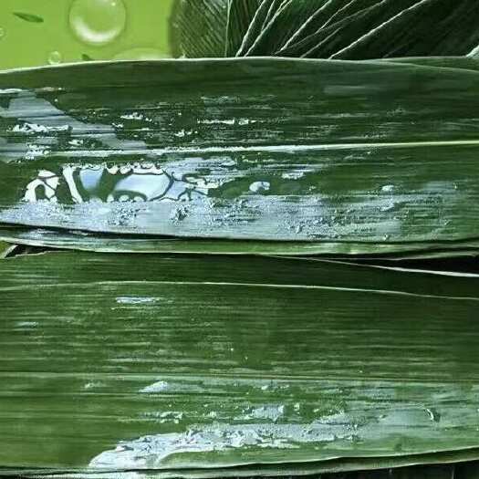 长沙粽叶新鲜粽子叶 端午节包粽子叶摆盘粽叶烤肉摆盘装饰粽子叶 h