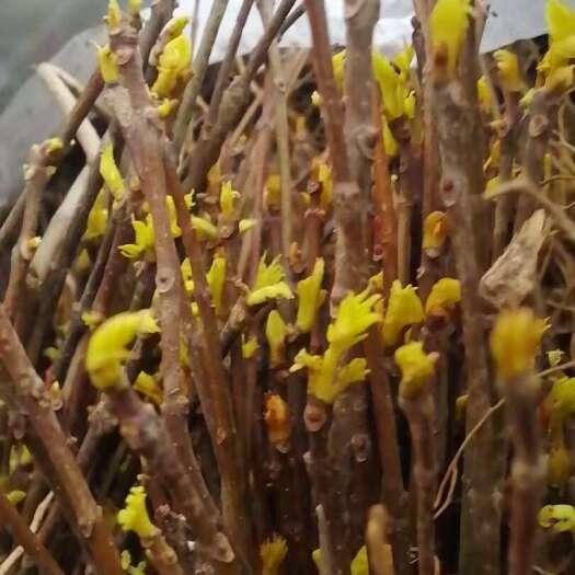 隆回县供黄柏苗可预定芽苗，冬天的苗