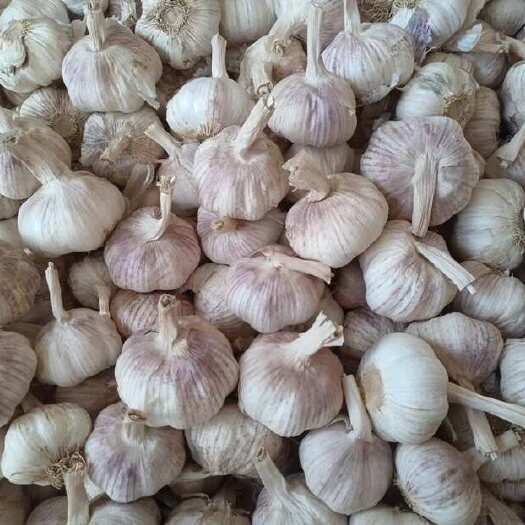 中牟县中牟县紫皮大蒜已成熟，个头均匀皮毛亮