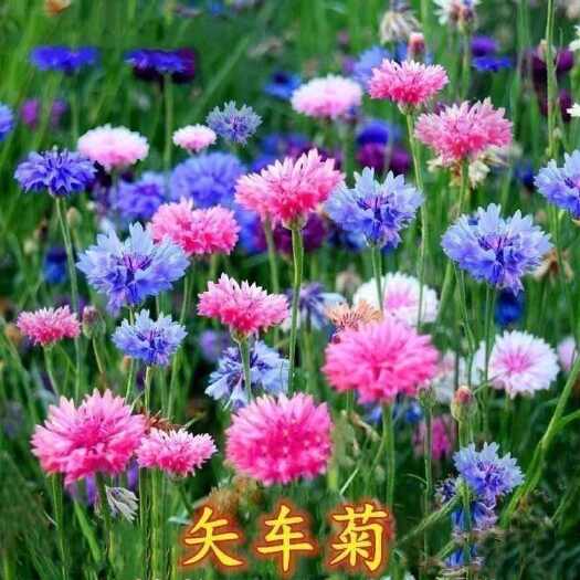 矢车菊种子花种子四季种易活花籽耐寒蓝芙蓉种子庭院室外花种籽子