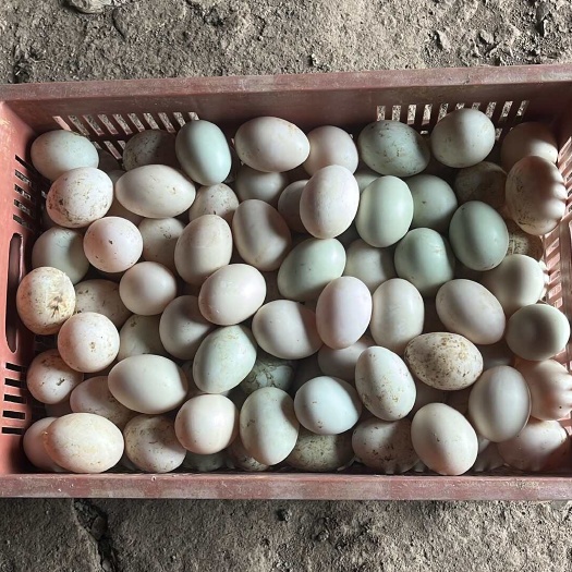 缙云县白鸭蛋