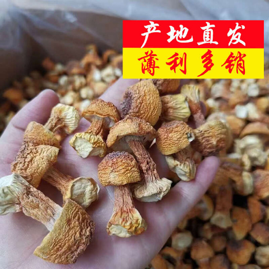 姬松茸产地直销批发 精品巴西菇土特产烘干菌菇干货蘑菇