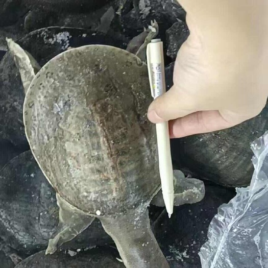 甲鱼