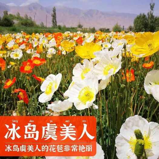 苏州冰岛虞美人花种子四季播种耐寒花卉耐阴植物庭院易活花园花草种子