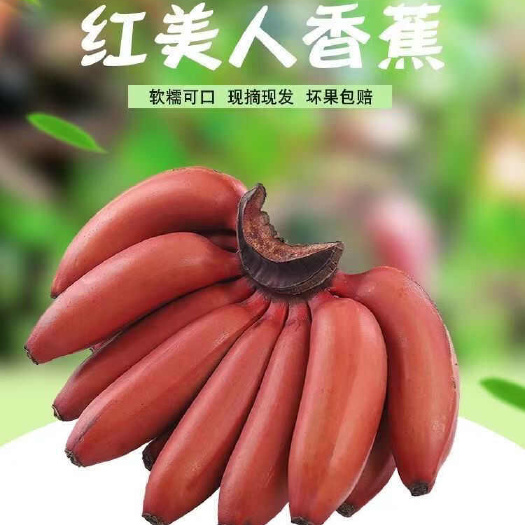 海南红美人香蕉，红香蕉 全国批发！