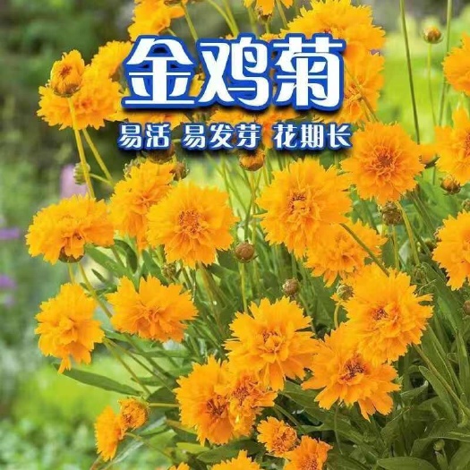 苏州金鸡菊种子多年生宿根花卉草种耐寒耐旱耐热观赏花草花海庭院绿化