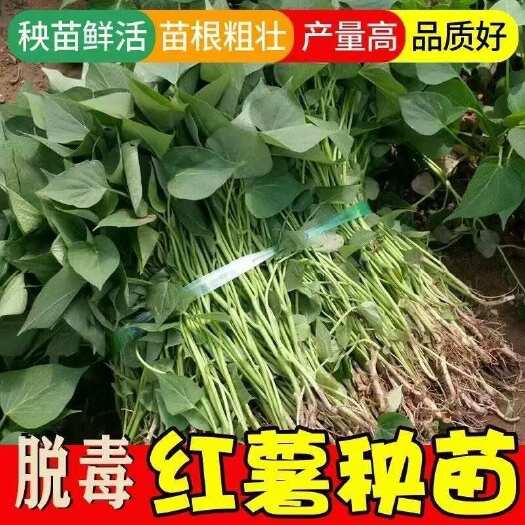 沭阳县大量红薯苗出售烟薯25、西瓜红、板栗薯、淀粉薯、紫薯