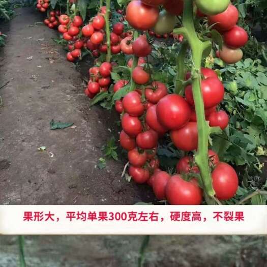 滕州市硬粉西红柿
