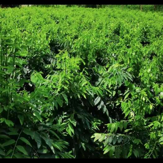 博罗县天绿香潮汕树仔菜益肝菜