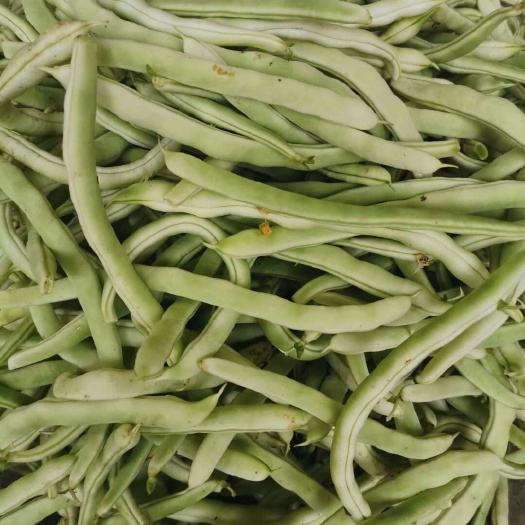 四季豆，白不老四季豆，条直，豆角嫩绿，品质好，价格美。