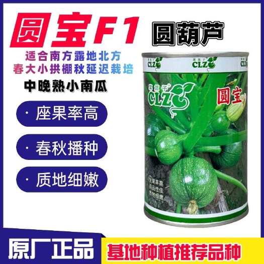 沭阳县圆宝西葫芦种子无蔓小瓜西葫芦种子四季油绿圆瓜短蔓小南瓜种高产