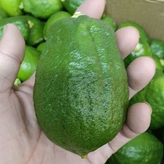 德庆县广东德庆新鲜一级果香水柠檬批发 产地直发柑橘类水果