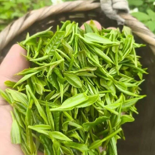 信阳大山里的种植兰花，信阳毛尖绿茶