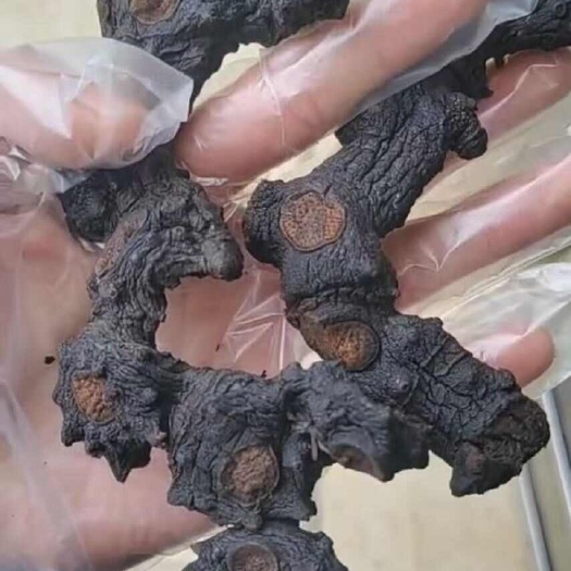 九蒸九晒黄精整个选货靓货有长条货50斤起包邮偏远地区不包