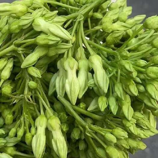 四会市新鲜夜香花 当日采摘速发，