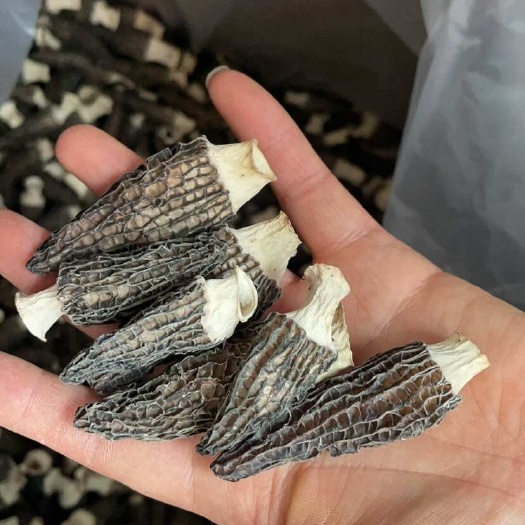 羊肚菌大货批发4到6