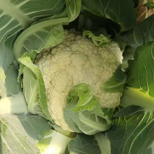 滕州市滕州菜花，规格2斤一个