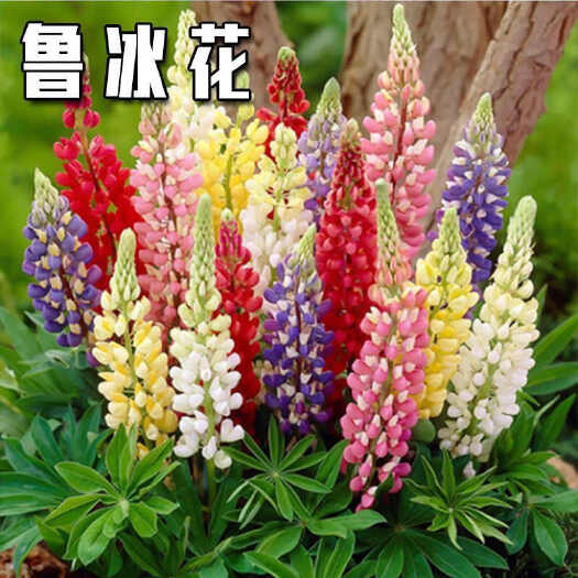 鲁冰花种子羽扇豆花种籽子庭院阳台盆栽四季播种开花种子易活花卉