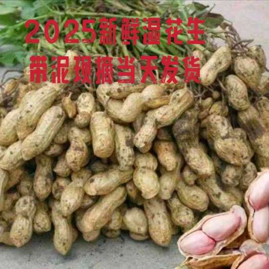 湿花生批发带泥现摘新鲜带壳2025新货花生小白沙粉皮水煮花生