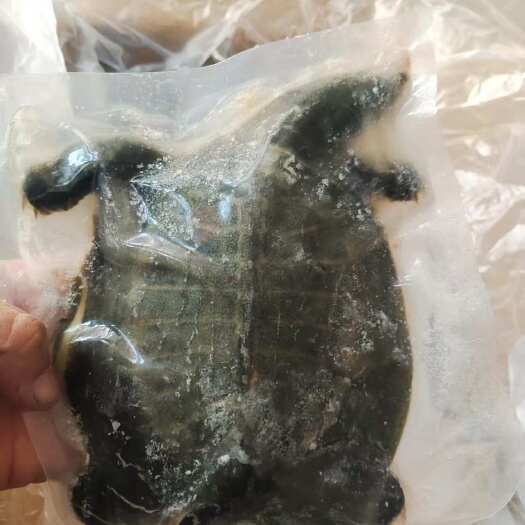 临沂甲鱼