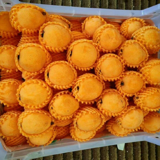 会泽县长虹枇杷