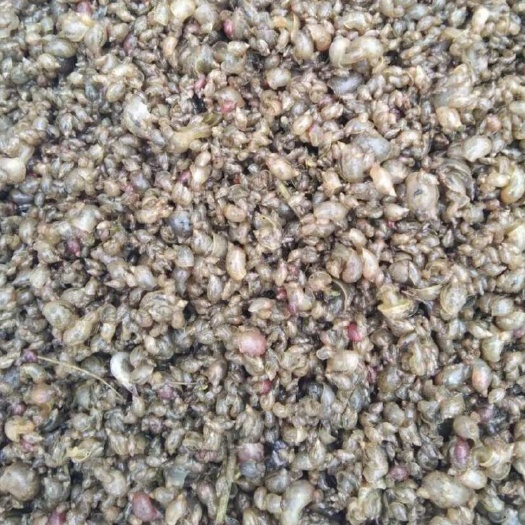 精品小粒青亮壳蚂蝗开口饵料飘螺，、清洗干净，当晚货