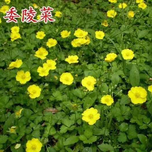 苏州委陵菜种子白头翁蛤蟆草种子庭院多年生景观地被植物耐寒耐阴花卉