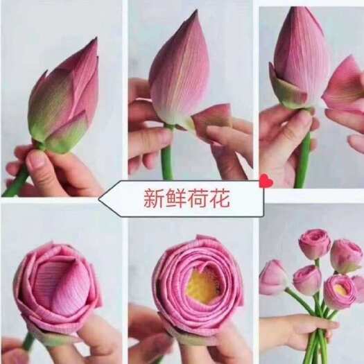 祁阳市荷花