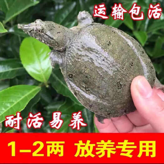 1-3两大甲鱼苗鲜活外外塘养殖中华鳖水鱼团鱼鳖苗淡水鱼苗