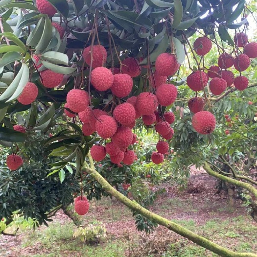 高州市广东茂名高州桂味荔枝 新鲜现摘 均径2cm 鲜红有核支持代发