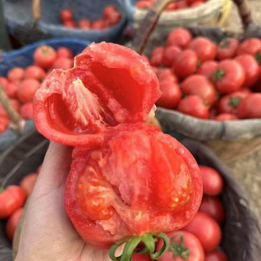 河南安阳滑县硬粉西红柿番茄万亩蔬菜基地直发支持整车代发