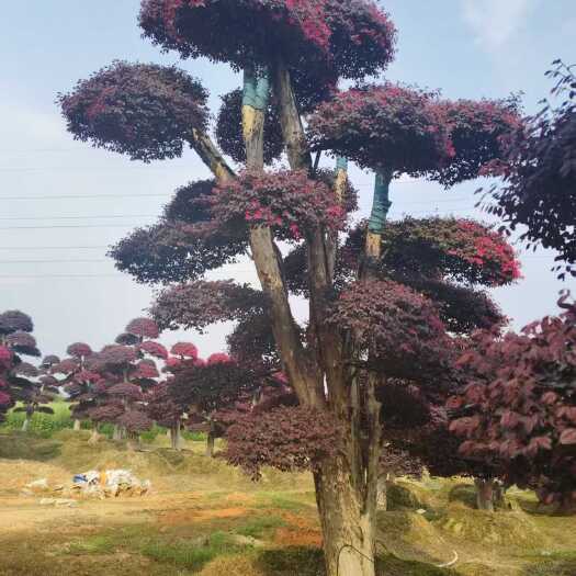 浏阳市红花继木桩