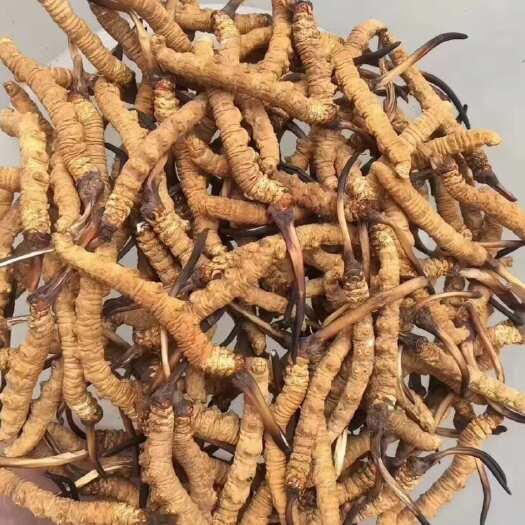 门源县青海祁连山冬虫夏草 假一赔十