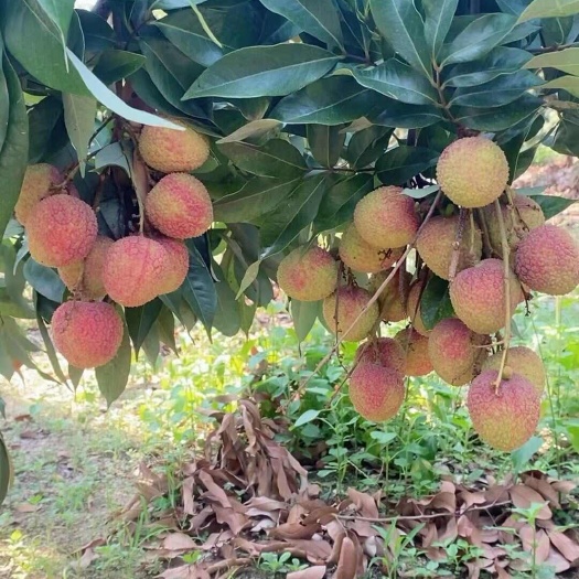 高州市广东茂名高州新鲜妃子笑荔枝现摘现发热带水果批发零售