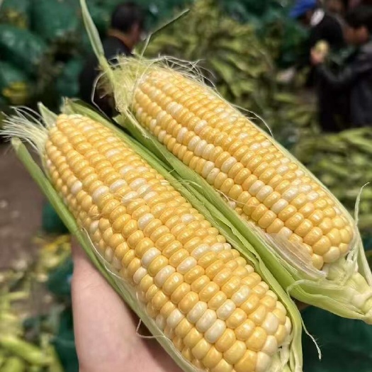 芒市云南金银水果玉米9斤甜玉米棒子苞谷米现摘软糯新鲜生吃整箱玉米